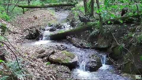 Hen & poults fly over stream