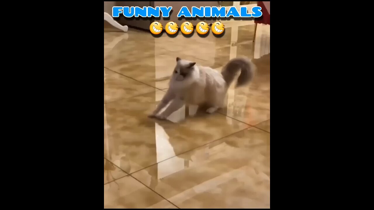 Funny animal video