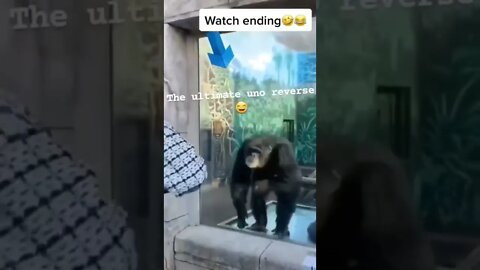 ape gorilla playing with human zoo videos