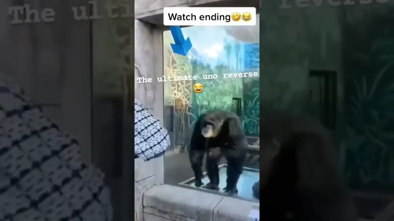 ape gorilla playing with human zoo videos