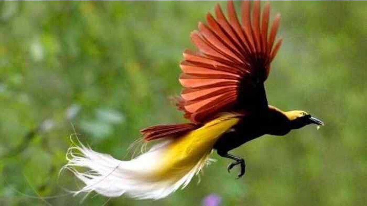 Bird of Paradise from Papua-East Indonesia