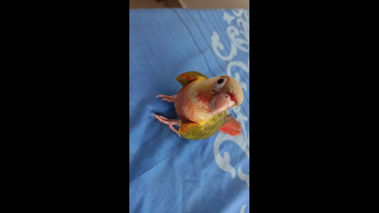 Piku