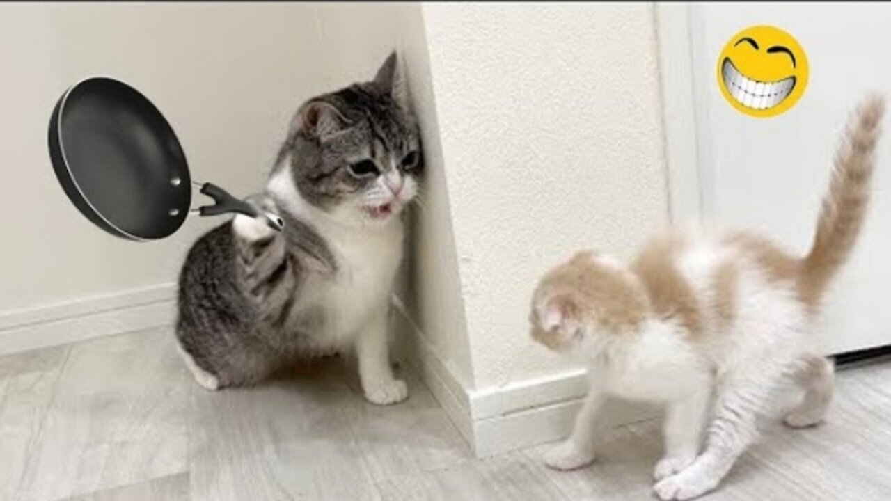 Funny Animal Videos 2023 - Funniest Dogs and Cats Videos