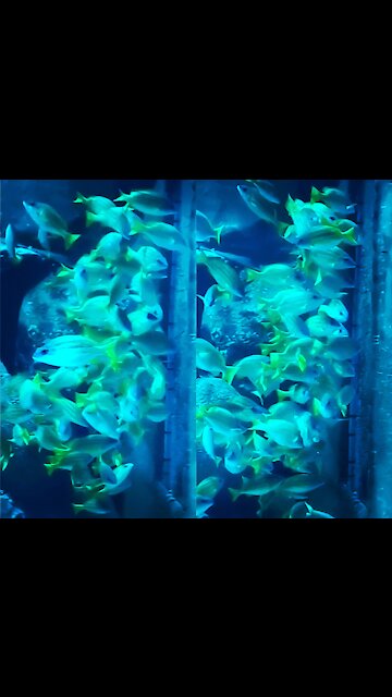 Harmony Of Peace Among The Fish While Having Food