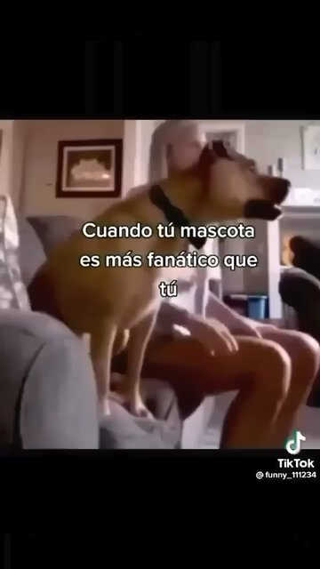 Funny dogs and cats video 🤣😂😂.