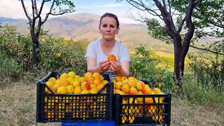 1000 Apricots: Kek, Recel, Komposto dhe Akullore me Kajsi