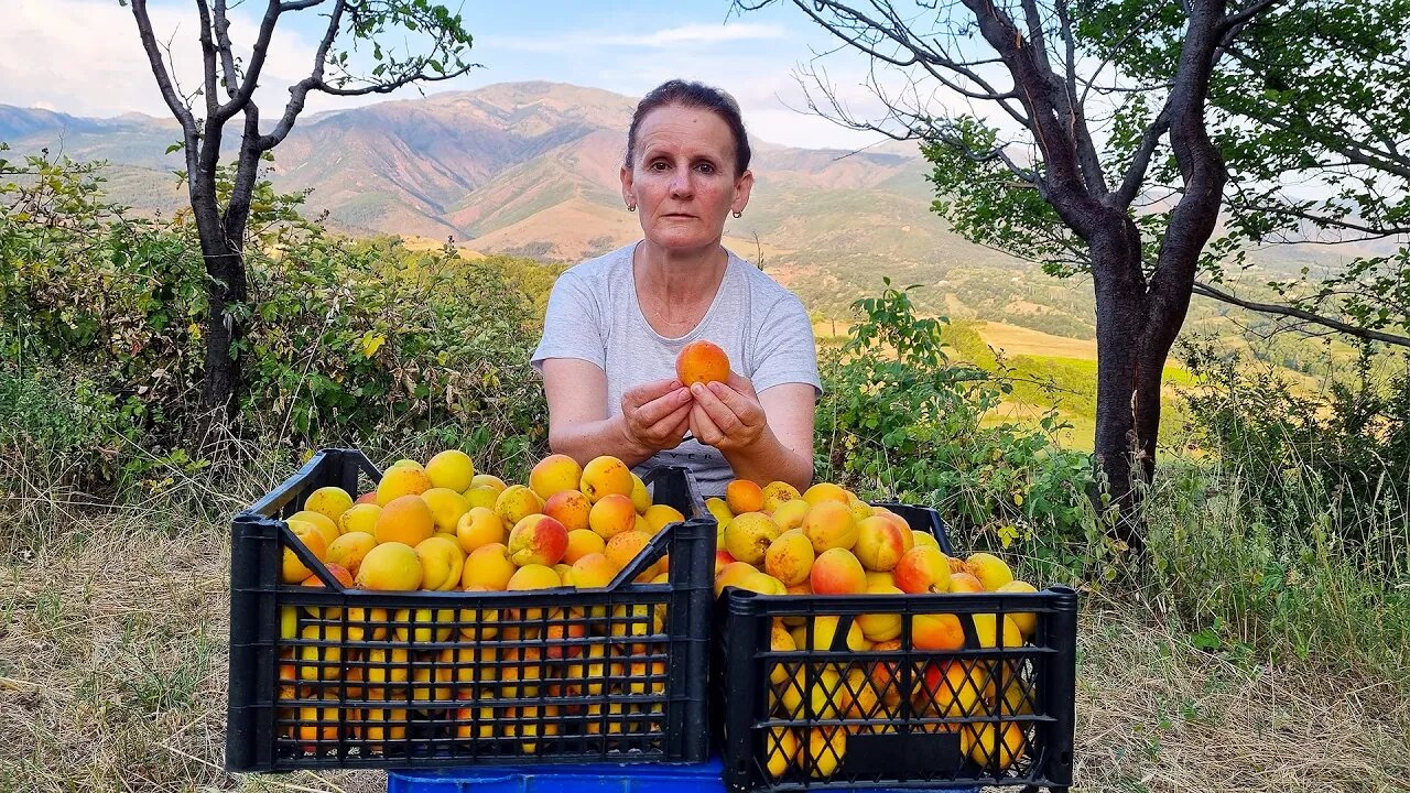 1000 Apricots: Kek, Recel, Komposto dhe Akullore me Kajsi