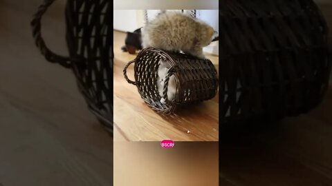 funny cat videos | cute cat videos| cute animals funny cats #shorts #shortsfunny #cutecat #funnycat
