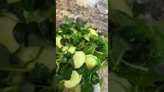 Grow your own