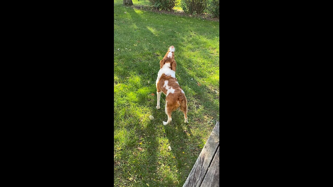 My dog howling at the tornado sirens during the monthly test