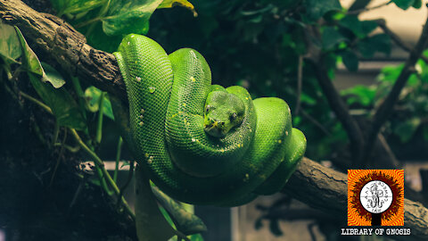 The Tree of Life and The Serpent