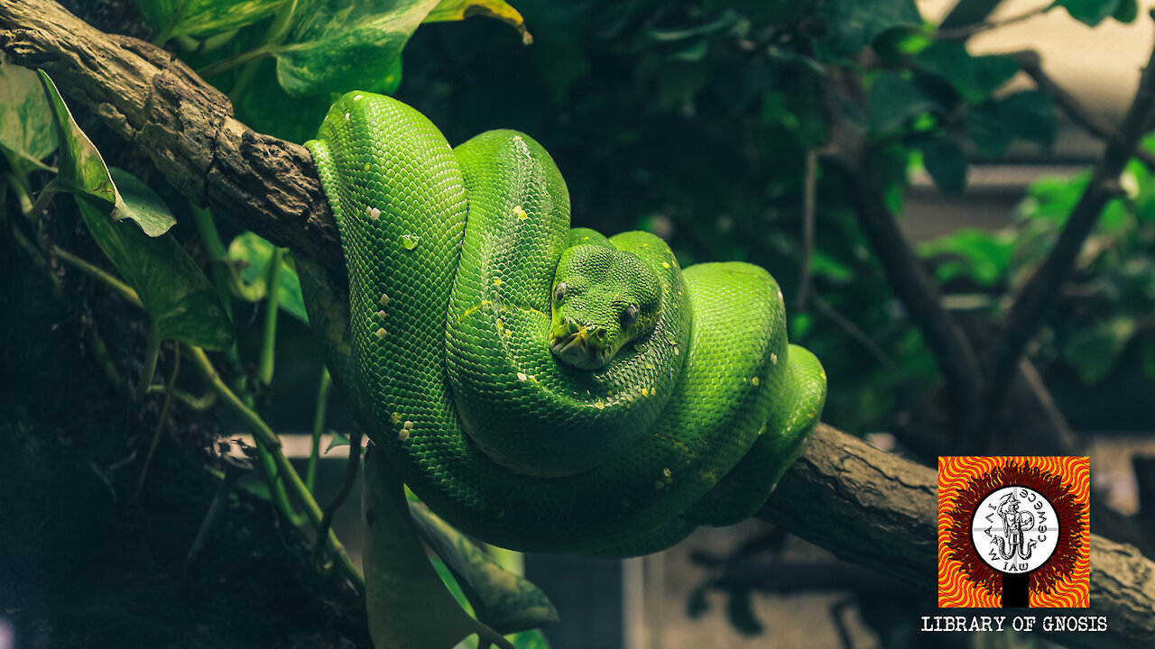 The Tree of Life and The Serpent