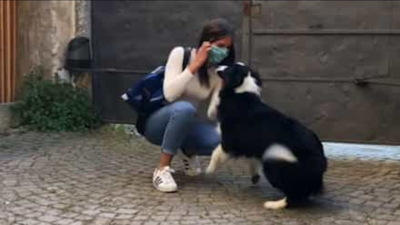 Dog absolutely ecstatic to see owner's girlfriend after 50 days apart!