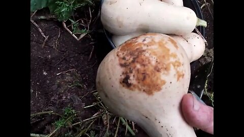 harvesting Waltham butternut squash, cactus update and okra seed update, on the off grid homestead