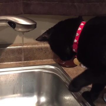 Cat super intrigued by running faucet water