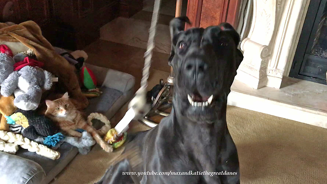 Funny Great Dane and Cat Play with Squeaky Toy Together ~ Dog Floss