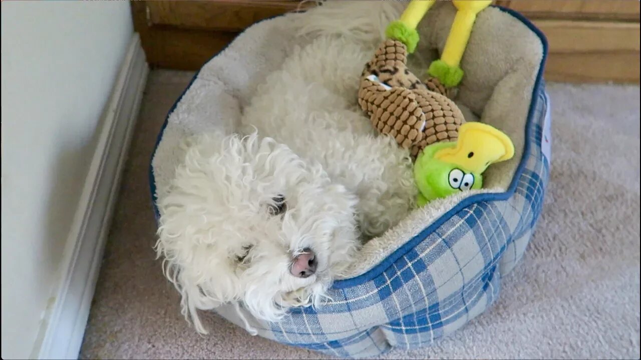 Bichons: What to Expect When Owning One