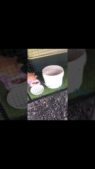 Rain catcher in cattery