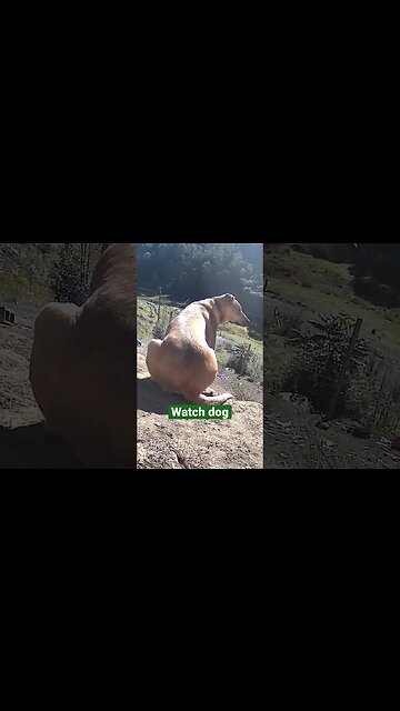 Farm surveillance. Watch dog