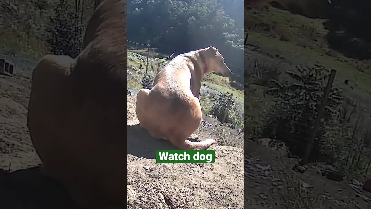 Farm surveillance. Watch dog
