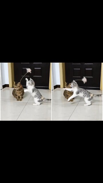 Two silly cat quarrel and play together