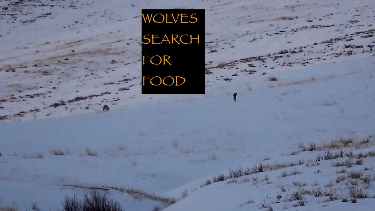 Wolves Searching for a meal following bull elk!