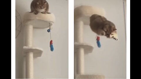 EPIC FLIGHT OF THE CAT. The cat made a spectacular jump
