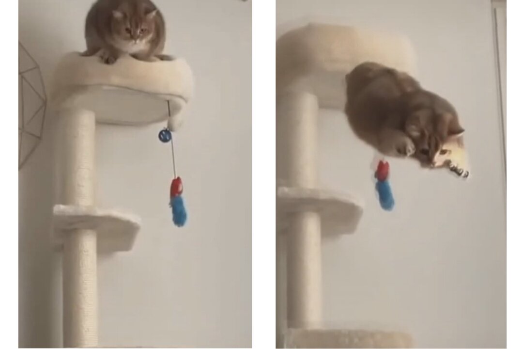 EPIC FLIGHT OF THE CAT. The cat made a spectacular jump