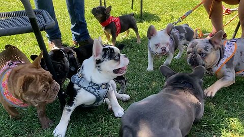 Frenchie Fun Fest at the Doggo Park