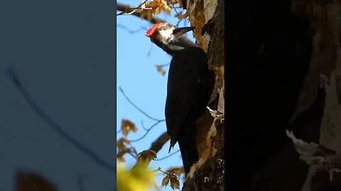 Pileated Woodpecker Kills Tree.