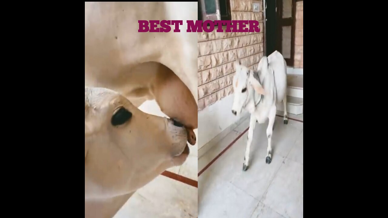 Cow is the great 👌👌👌