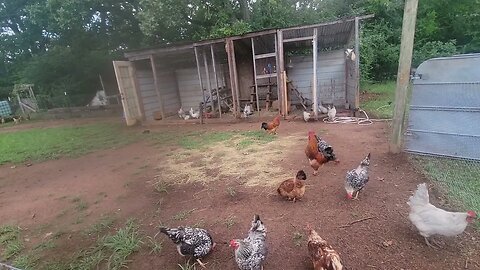 Checking on the chickens. Jr is starting to be a problem.