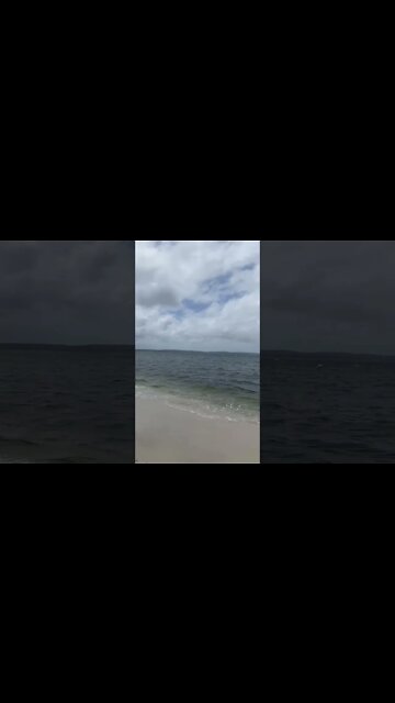 Little Dog at beach Nelson Bay