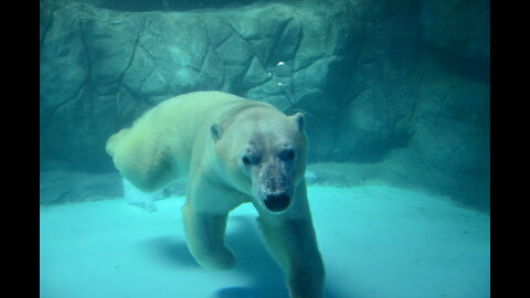 polar bear in sao paulo aquarium