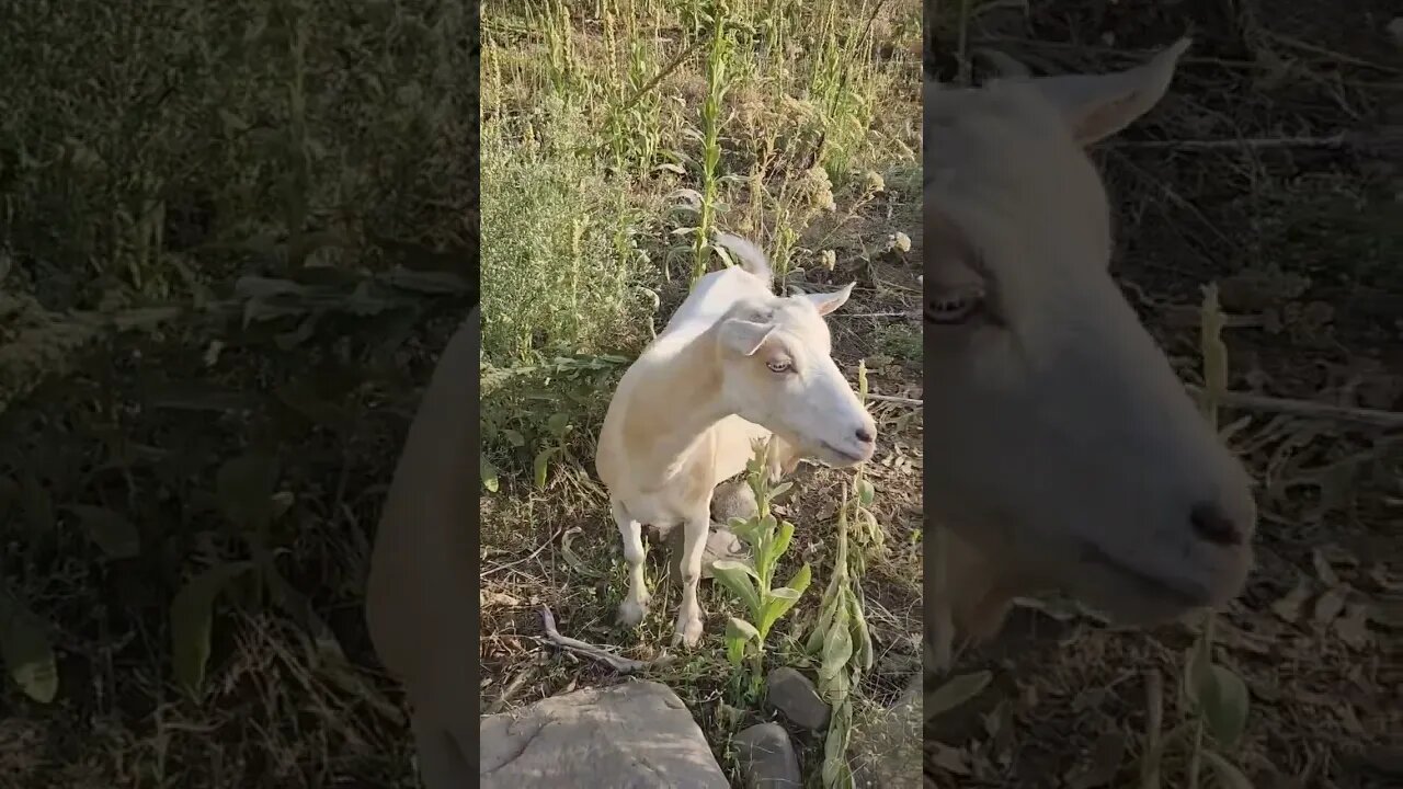 #goat #goatmilk #dairy #simplelife #homestead #homesteading #farm #farming