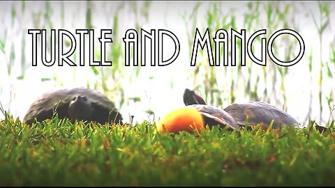 Turtle And Mango