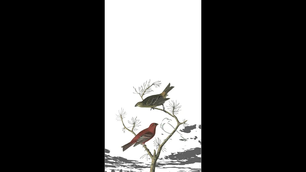 Shorts Shortsbetter Coloring Birds Cute Bunny Line Art Illustrated Sketch Hand-drawn Print Animation