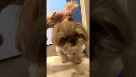WHY.ARE.YOU.SO.CUTE??? #Puppy #Dogs #Shorts #Puppyvideo #Shortvideo #dog #doglover #cutedog #puppylo