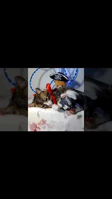 A Cat on a Party #shorts