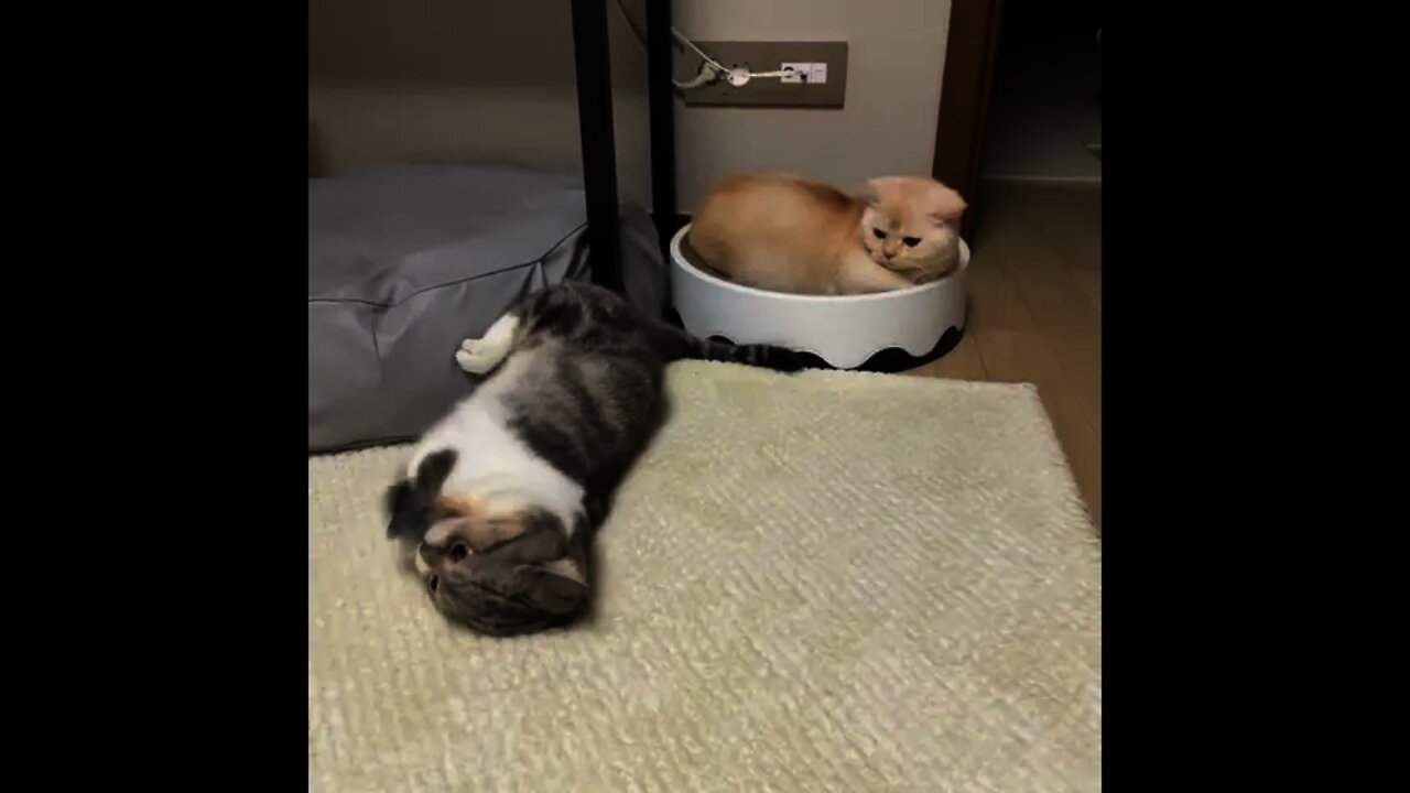 Effect of Lockdown in Animals 😂😂 | #Shorts #Animals