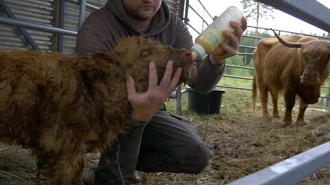 Fighting For This Abandoned Calf's Life