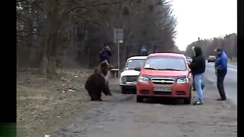 Russians and bears Fun, Pranks, Jokes, Humor