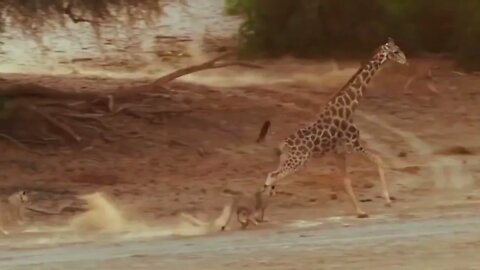 Mother Giraffe Kick Broken Lion Head Who Try To Eat Her Baby, Harsh Life of Wild Animals-20