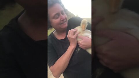 Gosling with cross beak