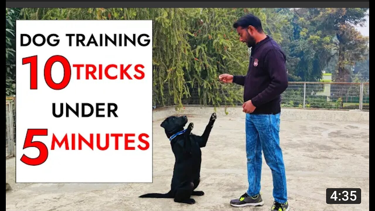 HOW TO DOG TRAINING DOG COMEDY😆😆 VIDEO &DOG TRAINING VIDEO