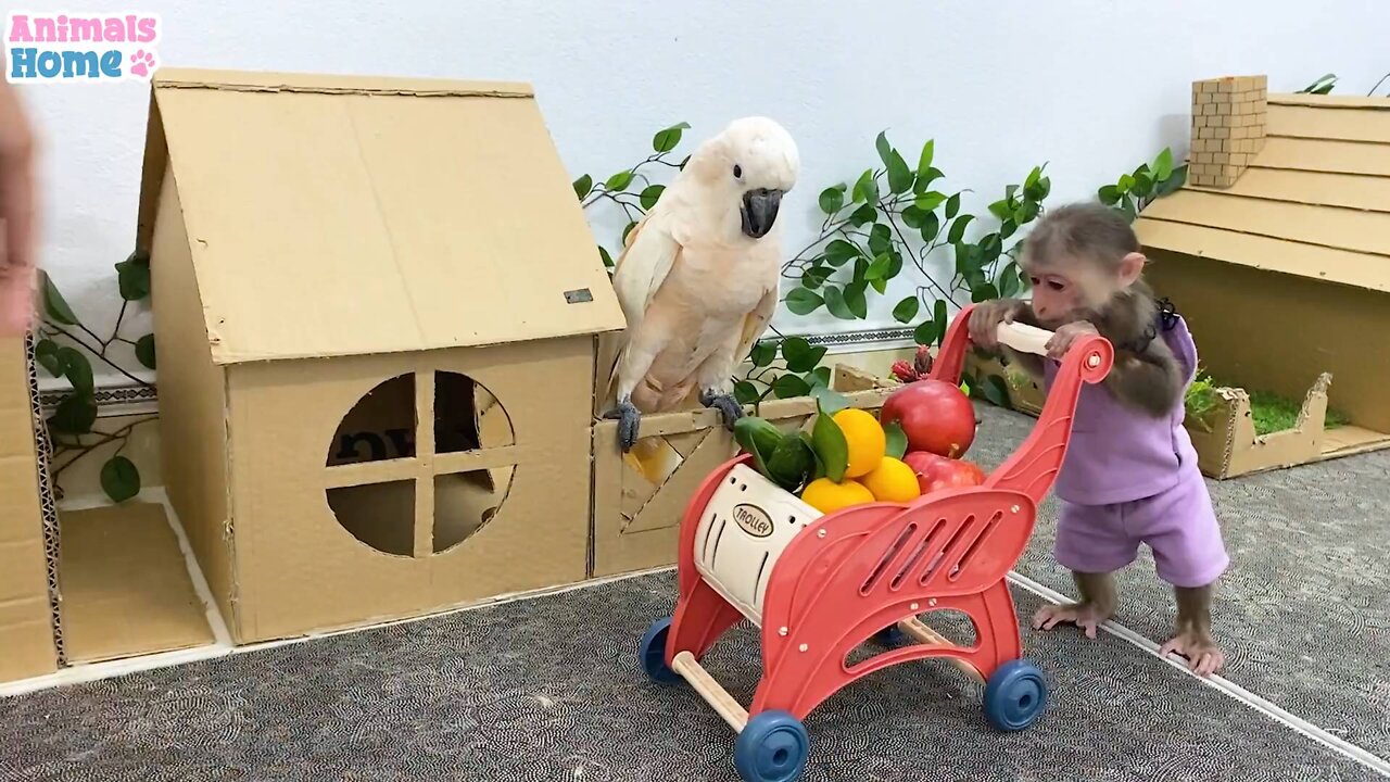 BiBi obedient helps dad with housework