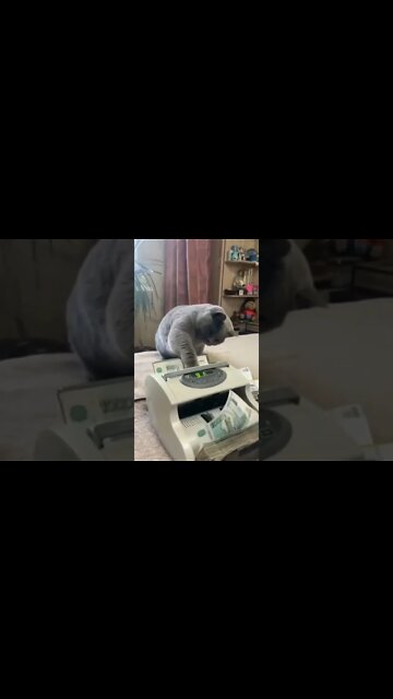 #shorts #cats #cutecat #youtubeshorts