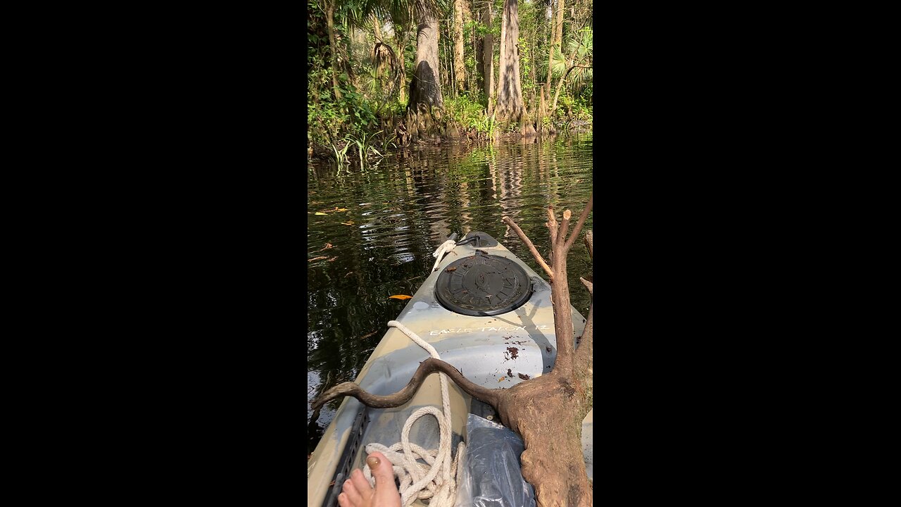 Random river gator 2