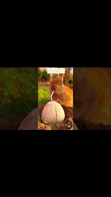 4K Rabbit Animal Ultra HD - rabbit | ultimate wild animals collection in 4k ultra hd / 4k tv