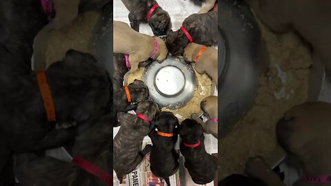 Bullmastiff puppies eating ! Smacking their lips ! LonelyCreek